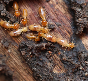Termite Control